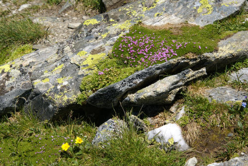 Gebirgsflora