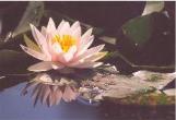   Seerose ( Nymphaea alba )  